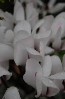 Cyclamen hederifolium var. hederifolium f. albiflorum flower (17/12/2011, London)