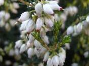 Plant Week: Erica Carnea ‘Springwood White’