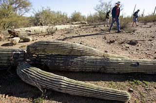 Reckless Shooting of Cactus Plants