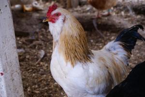 Lesson 467 – An ethical discussion on an ethical rooster kill