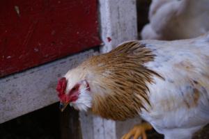 Lesson 468 – A continued ethical discussion on an ethical rooster kill