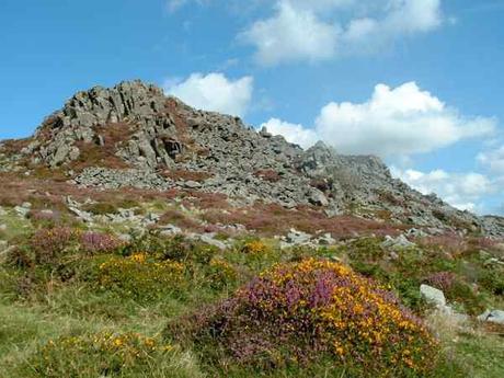 carn ingli pembrokeshire , detail