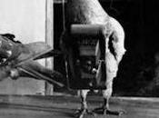 Julius Neubronner's Miniature Pigeon Camera