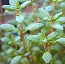 Thyme-ly Inspiration