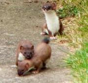 Stoat