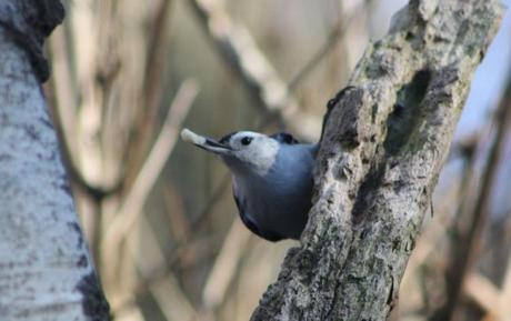 Indiana County Birding–1/6/2012