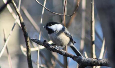 Indiana County Birding–1/6/2012