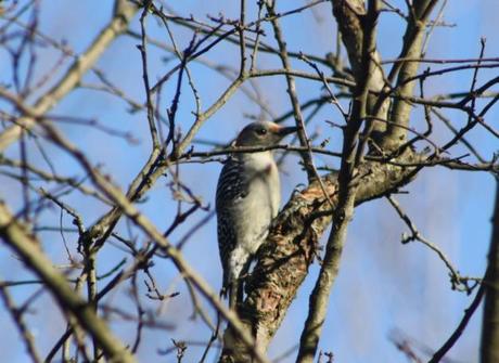 Indiana County Birding–1/6/2012