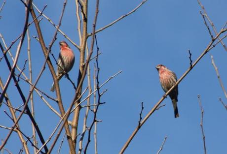 Indiana County Birding–1/6/2012