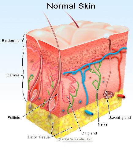 Dry, Dehydrated, Oily, and Sensitive Skin – My Insights About Four Dreaded Skin Types