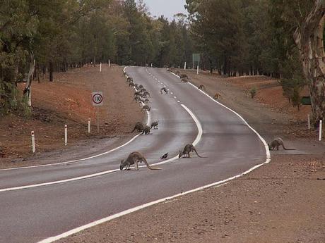 A Road Trip From The Outback To The Riverina