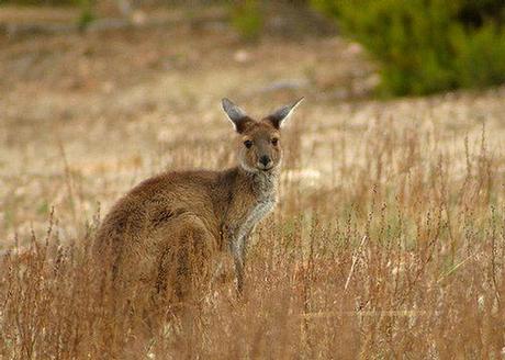 A Road Trip From The Outback To The Riverina