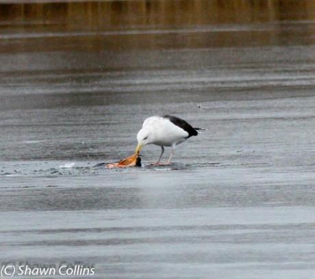 Weekend Birding at Presque Isle State Park!