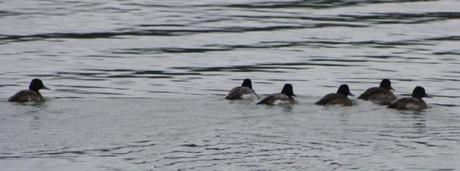 Weekend Birding at Presque Isle State Park!