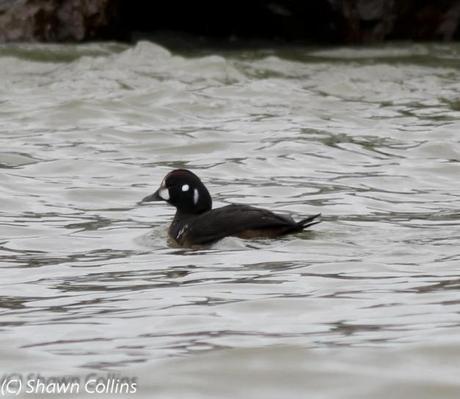 Weekend Birding at Presque Isle State Park!