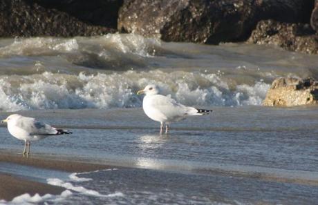 Weekend Birding at Presque Isle State Park!