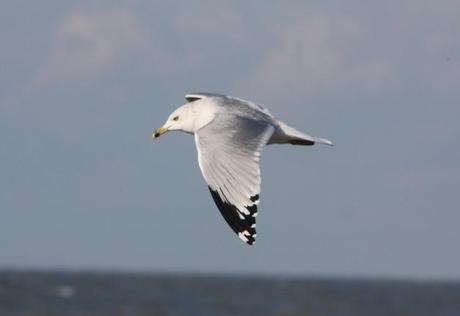 Weekend Birding at Presque Isle State Park!