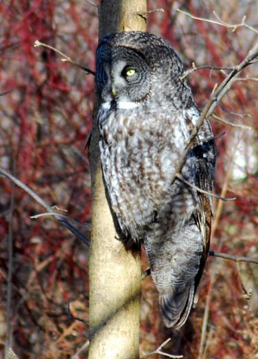 Great Gray Owl in Kingsville, ON