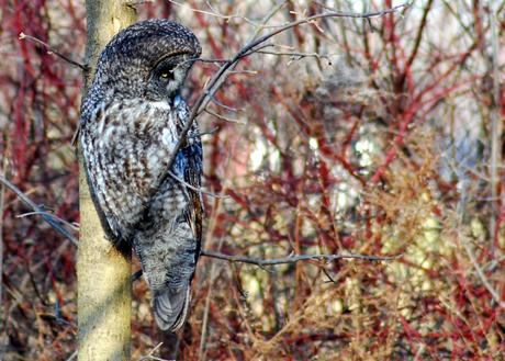 Great Gray Owl in Kingsville, ON
