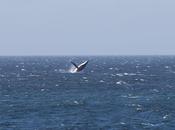 Breaching Whale, Wilderness Coast, Victoria.