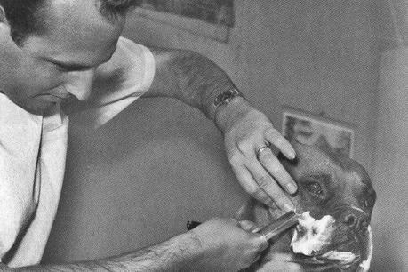 Best Of 2014 straight dog