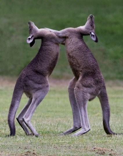 Top 10 Pictures of Animals Slow Dancing