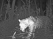 Calvin Klein Obsession Fragrance Attracting Jaguars, Apparently