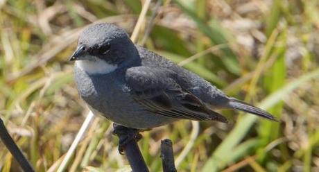 Collapse of Avian Biodiversity in the Pacific – MAHB