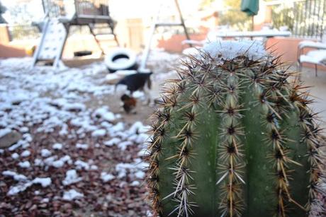 SnowyBackyadCactus_Best