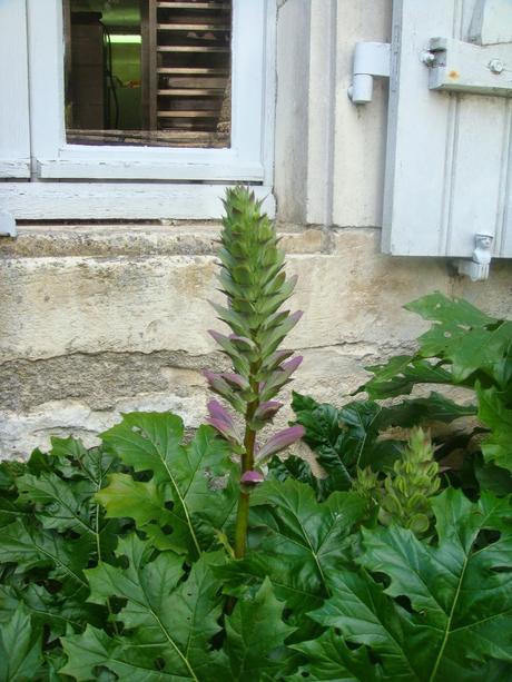 Dreaming of France -  Tusson in Charente.