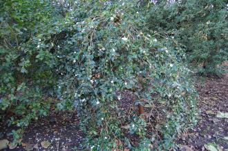 Camellia saluenensis (30/11/14, Kew Gardens, London)