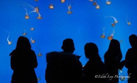 Ripley's Aquarium, Toronto, attraction, jellyfish, jellies, silhouette, water, blue