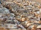 Wildlife Lovers Start Year With Three-Day Mass Slaughter Wolves Coyotes