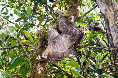 three toed sloth climbing a tree