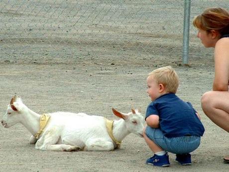 Do You Really Think Animals Innocent Watch This Pictures..!!!