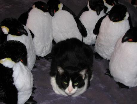 Cat with Penguin Army