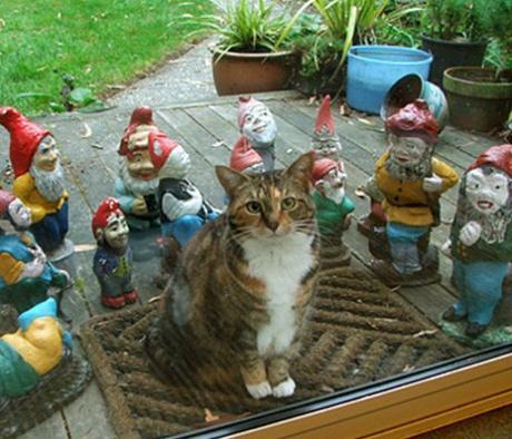 Top 10 Cats and Their Minions
