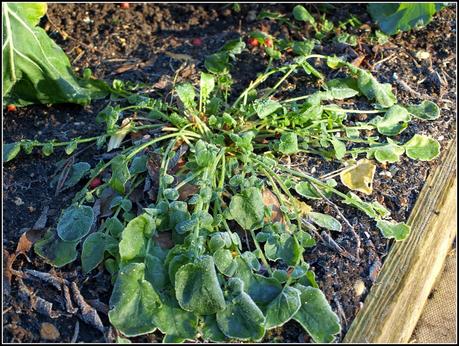 Winter Salads