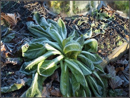 Winter Salads