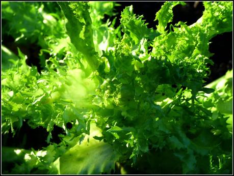 Winter Salads