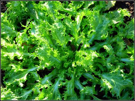 Winter Salads