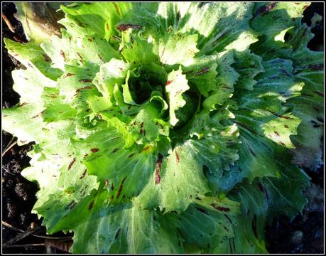 Winter Salads