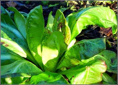 Winter Salads