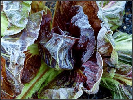 Winter Salads