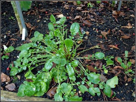 Winter Salads