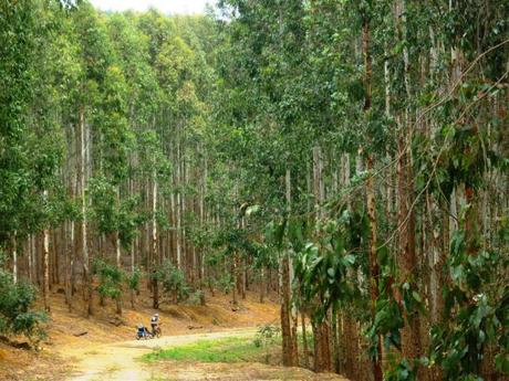 Cycling through the eucalyptus and pine plantations 
