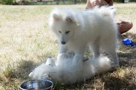 Luffy Japanese Spitz