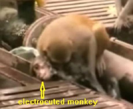 monkey revives electrocuted friend