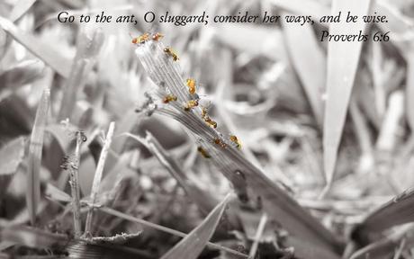 Scripture photo: The Ant