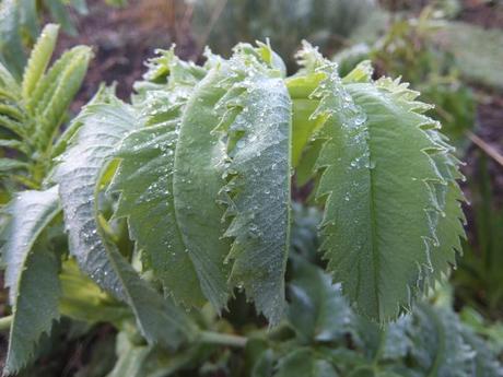 Melianthus major